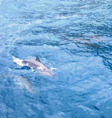 Stenella longirostris