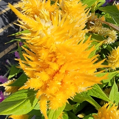 Celosia