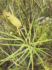 Asclepias verticillata