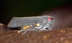 Acraephia perspicillata