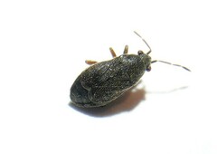 Stygnocoris rusticus
