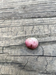 Amphibolips quercusjuglans