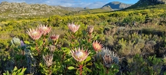 Protea cynaroides