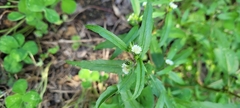 Eclipta prostrata