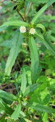 Eclipta prostrata