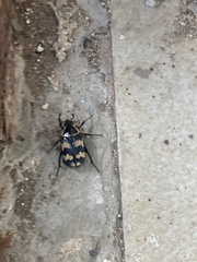 Euphoria fascifera