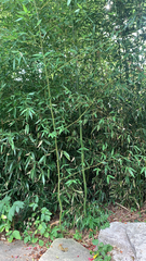 Phyllostachys aurea