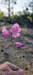 Gladiolus hirsutus