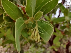 Arctostaphylos hooveri