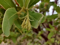 Arctostaphylos hooveri