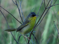 Geothlypis poliocephala