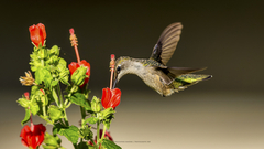 Archilochus alexandri