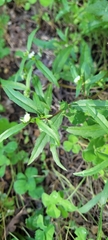 Eclipta prostrata