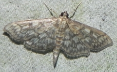 Herpetogramma thestealis