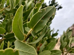 Arctostaphylos hooveri