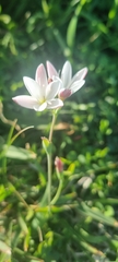 Hesperantha falcata