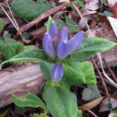 Gentiana andrewsii