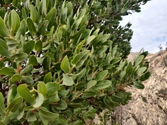 Arctostaphylos hooveri