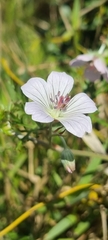 Geranium incanum