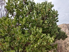 Arctostaphylos hooveri