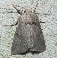 Lacinipolia meditata