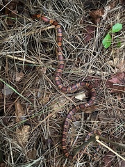 Pantherophis guttatus