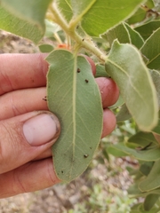 Arctostaphylos hooveri