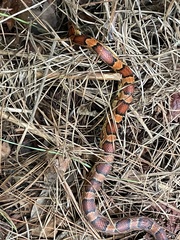 Pantherophis guttatus