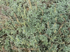 Ambrosia chamissonis