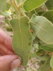 Arctostaphylos hooveri