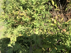 Symphyotrichum oblongifolium