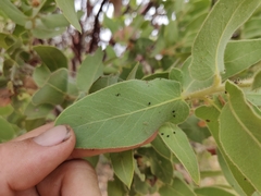 Arctostaphylos hooveri