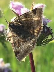 Euclidia glyphica