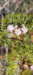 Serruria fasciflora