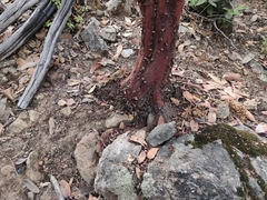 Arctostaphylos hooveri