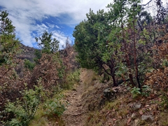 Arctostaphylos hooveri