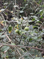 Solanum umbelliferum