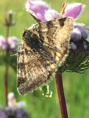 Euclidia glyphica