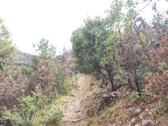 Arctostaphylos hooveri