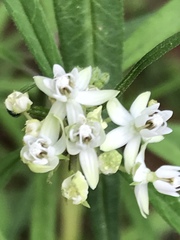 Asclepias angustifolia