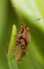 Arhyssus