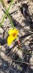 Romulea flava