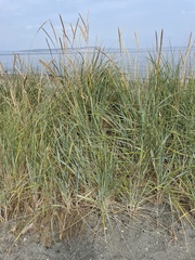 Leymus mollis