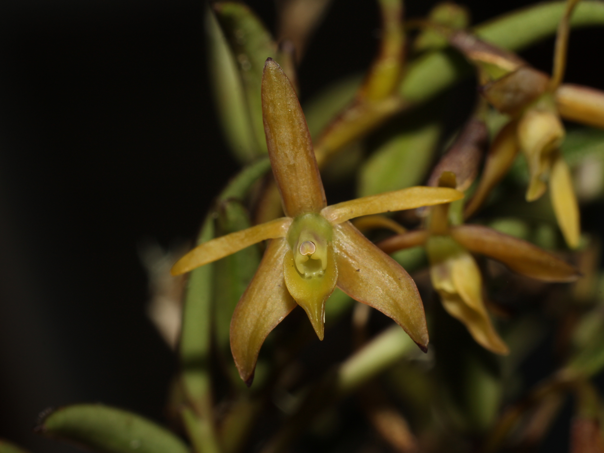 Epidendrum microdendron Rchb.f. 3