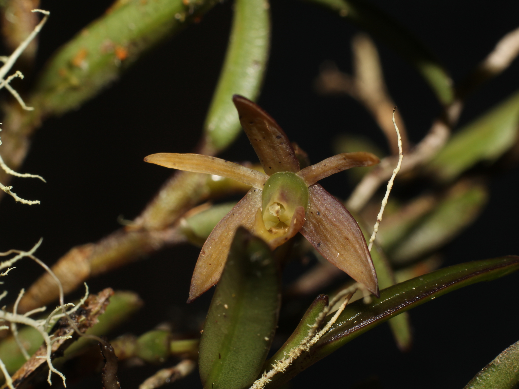 Epidendrum microdendron Rchb.f. 4