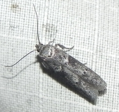 Blastobasis glandulella
