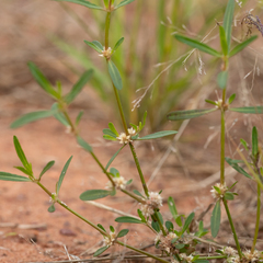 Alternanthera angustifolia