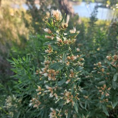 Baccharis salicina