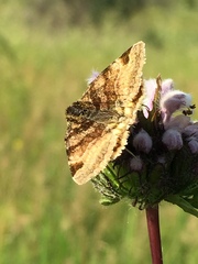 Euclidia glyphica