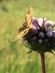 Euclidia glyphica